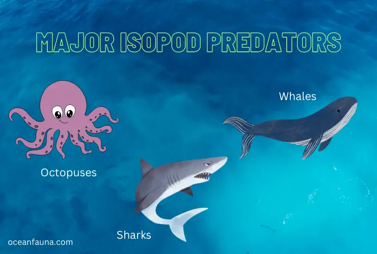 isopod predators