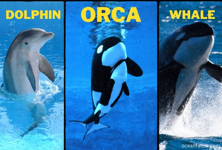 orca-whale-dolphin