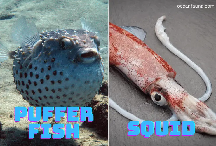 pufferfish and squid