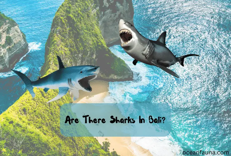 Are There Sharks In Bali
