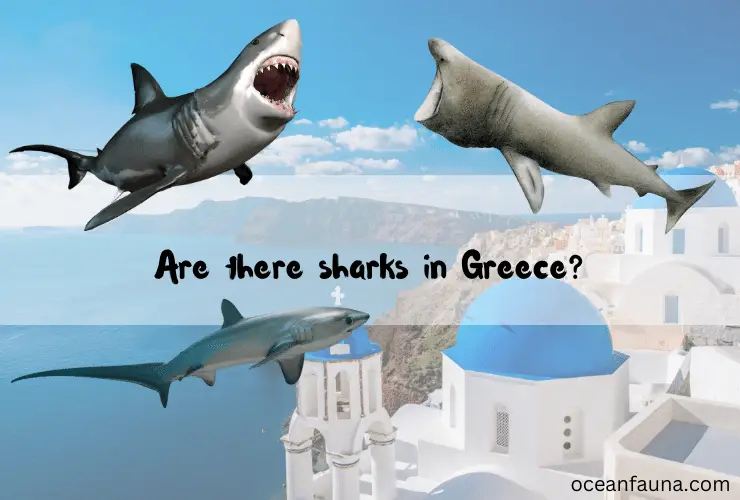 Are there sharks in Greece