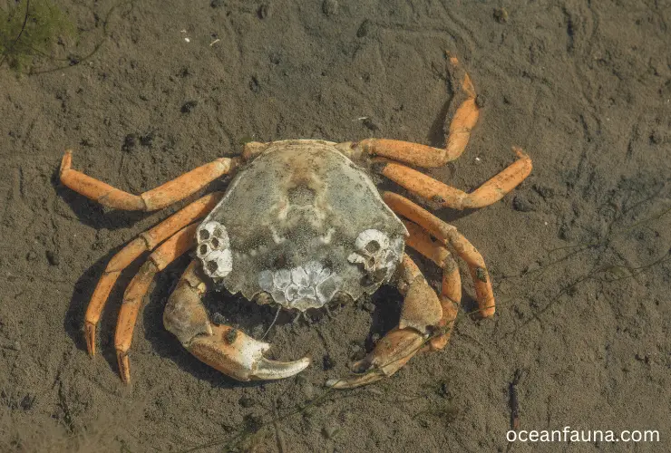 Barnacles-on-crab