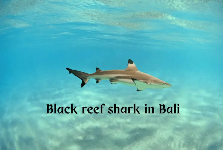 Black reef shark in bali