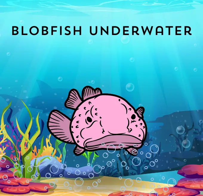 Blobfish underwater
