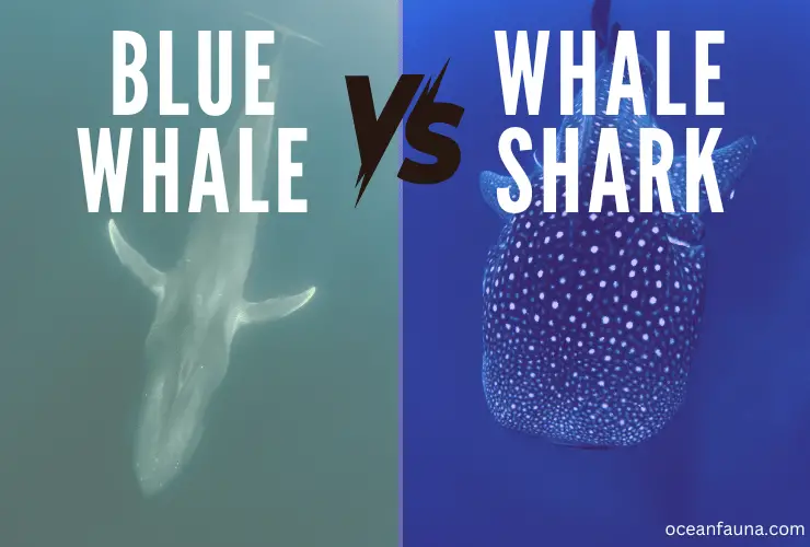 Blue Whale vs Whale Shark