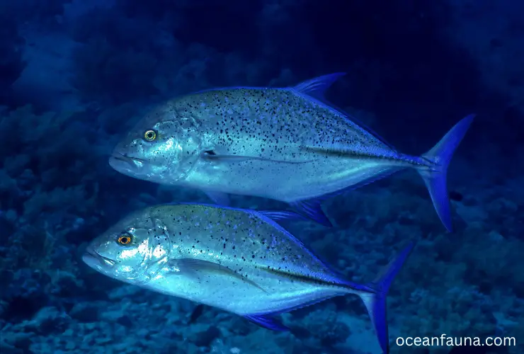 Bluefin Trevally Reproduction