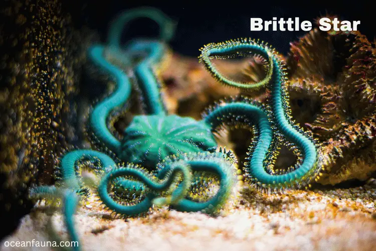 Brittle Star Aquarium