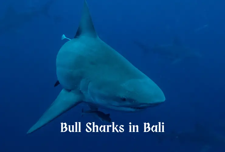 Bull Sharks in Bali