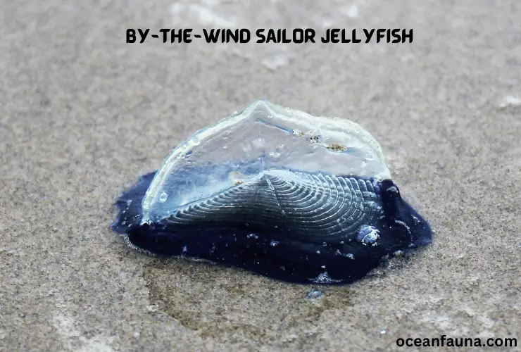 By-the-Wind Sailor
