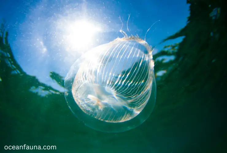 Crystal Jellyfish in water