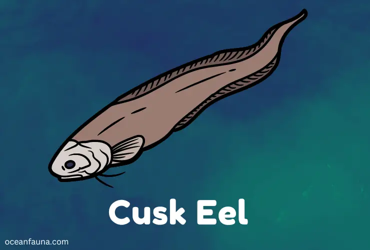 Cusk-Eel