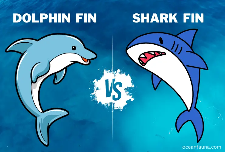 Dolphin fin vs Shark Fin