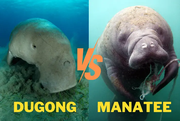 Dugong vs manatee