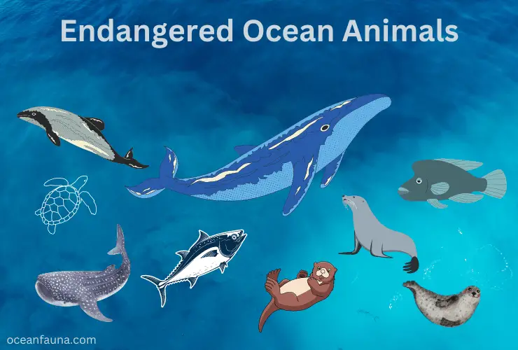 Endangered-Ocean-Animals