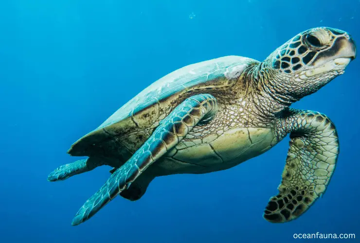 Green-Sea-Turtles