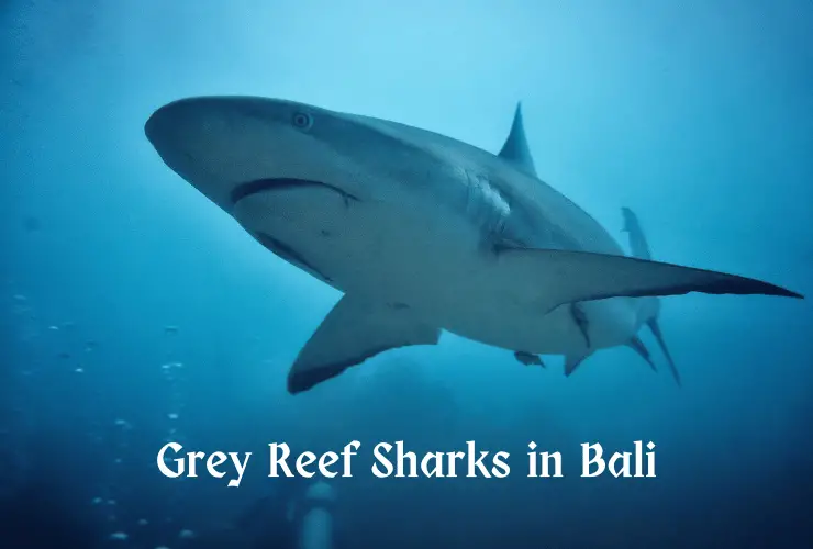 grey reef shark in Bali