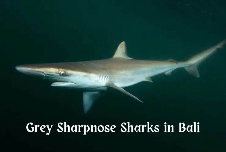 Grey Sharpnose Sharks in Bali