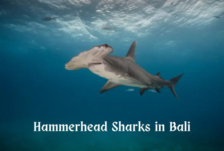 Hammerhead Sharks in Bali