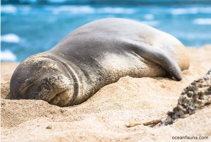 Hawaiian-Monk-Seal.