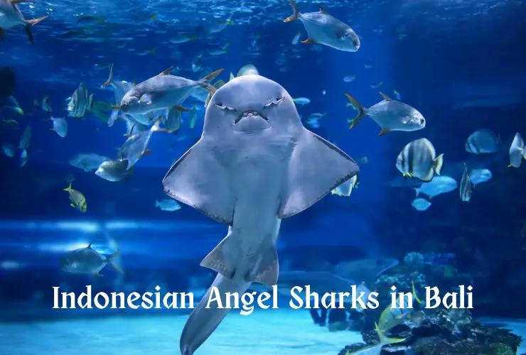 Indonesian Angel Sharks in Bali