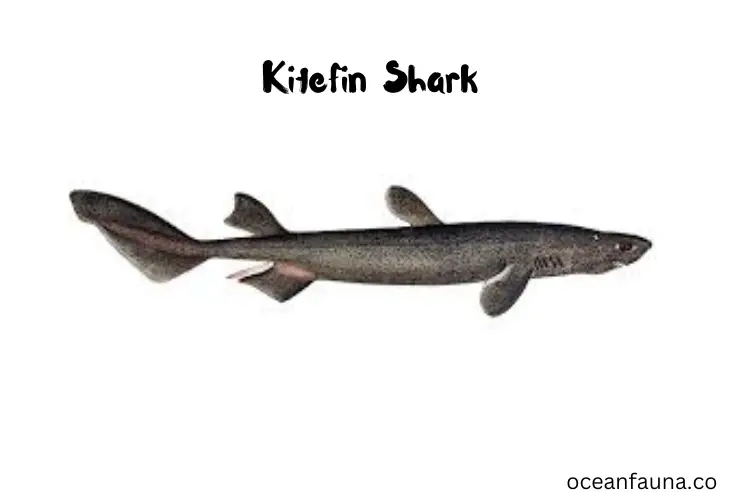 Kitefin Shark 