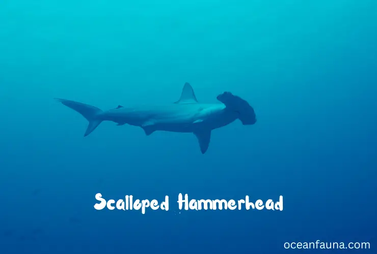 Scalloped Hammerhead