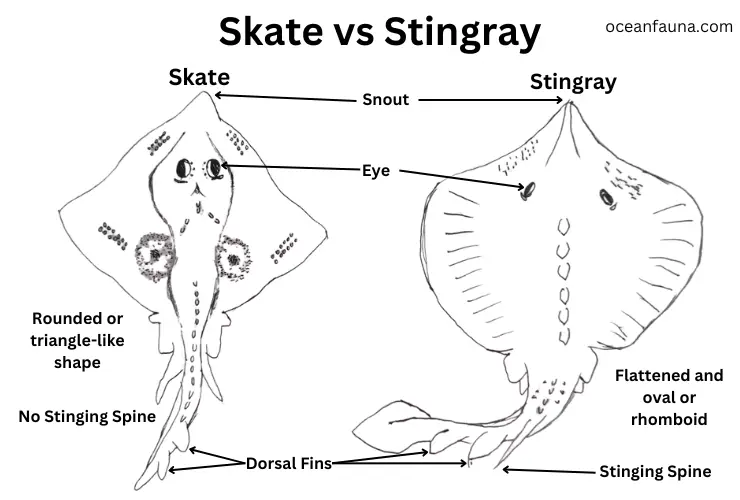 Skate vs stingray