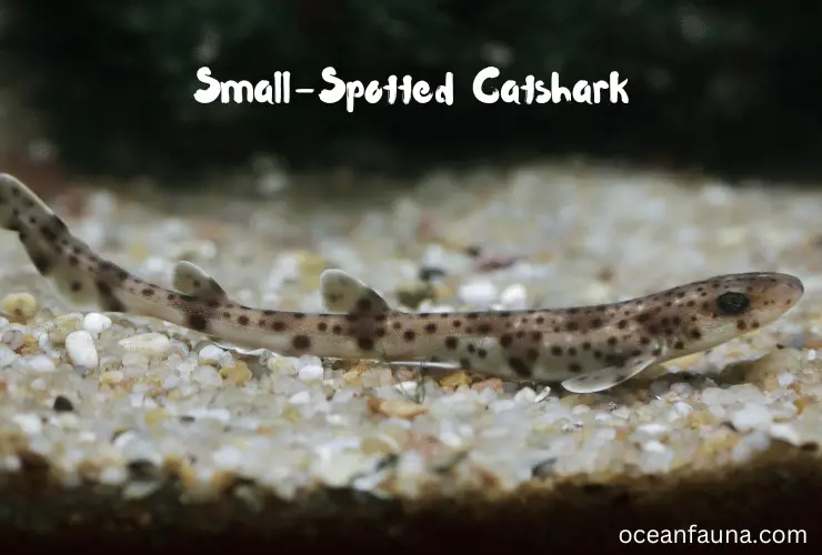 Small-Spotted Catshark