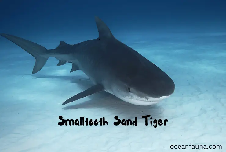 Smalltooth Sand Tiger