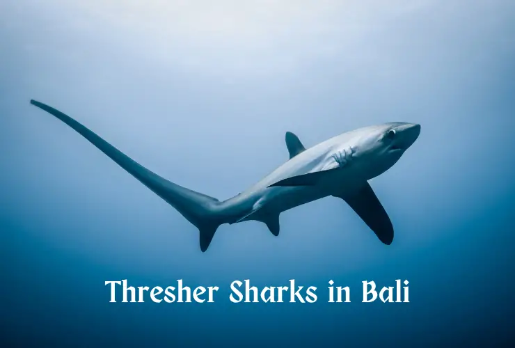 Thresher-Sharks-in-Bali