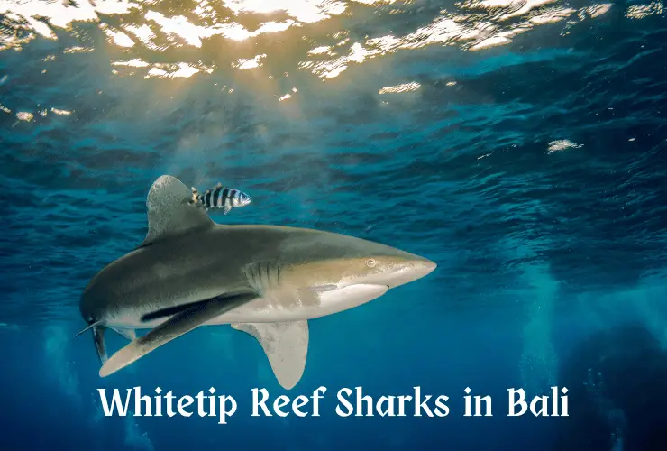 Whitetip reef shark in Bali