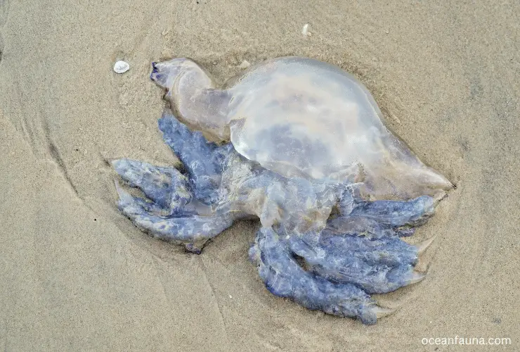 dead jellyfish