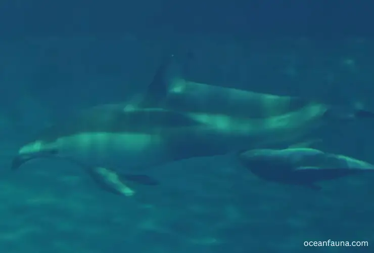 mother-dolphin-feeding-her-calf