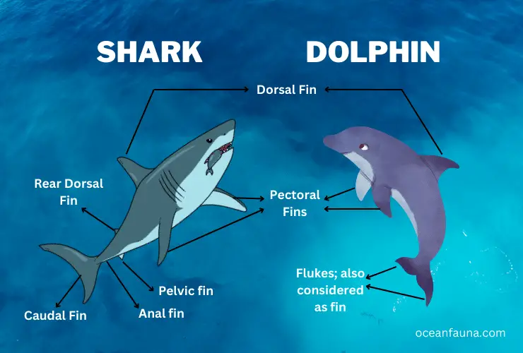 shark-and-dolphin-fins