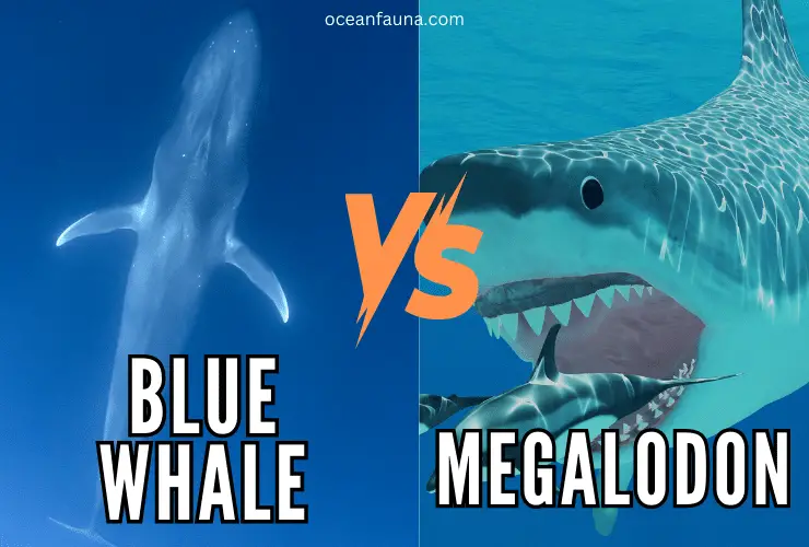 Blue Whale vs. Megalodon