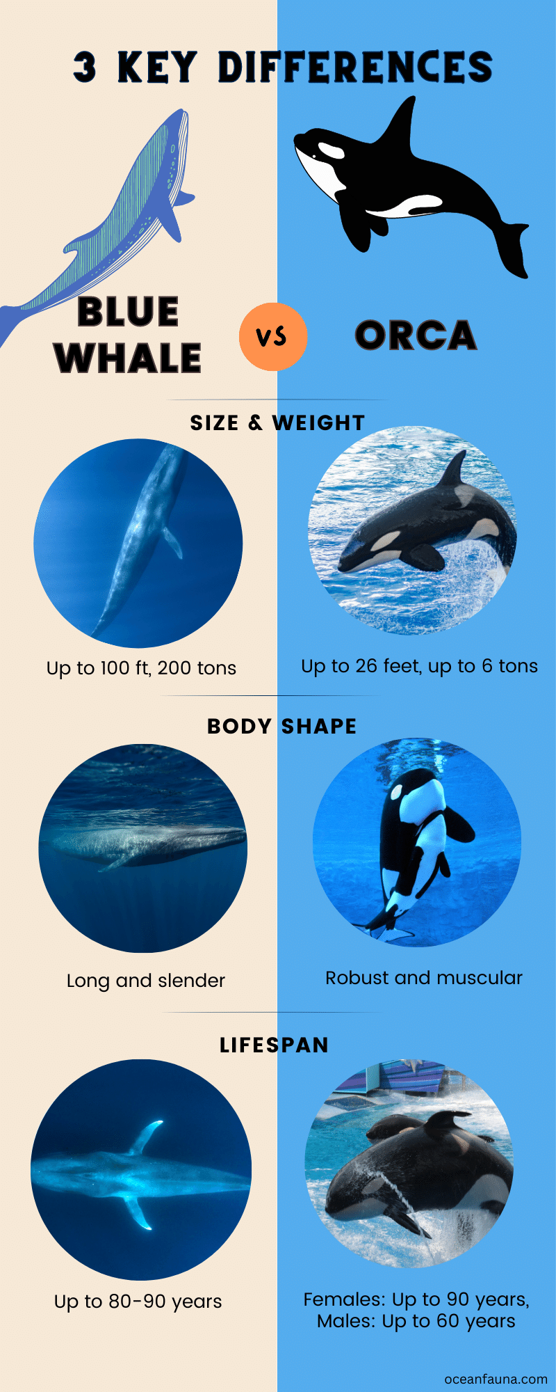 Blue Whale vs orca