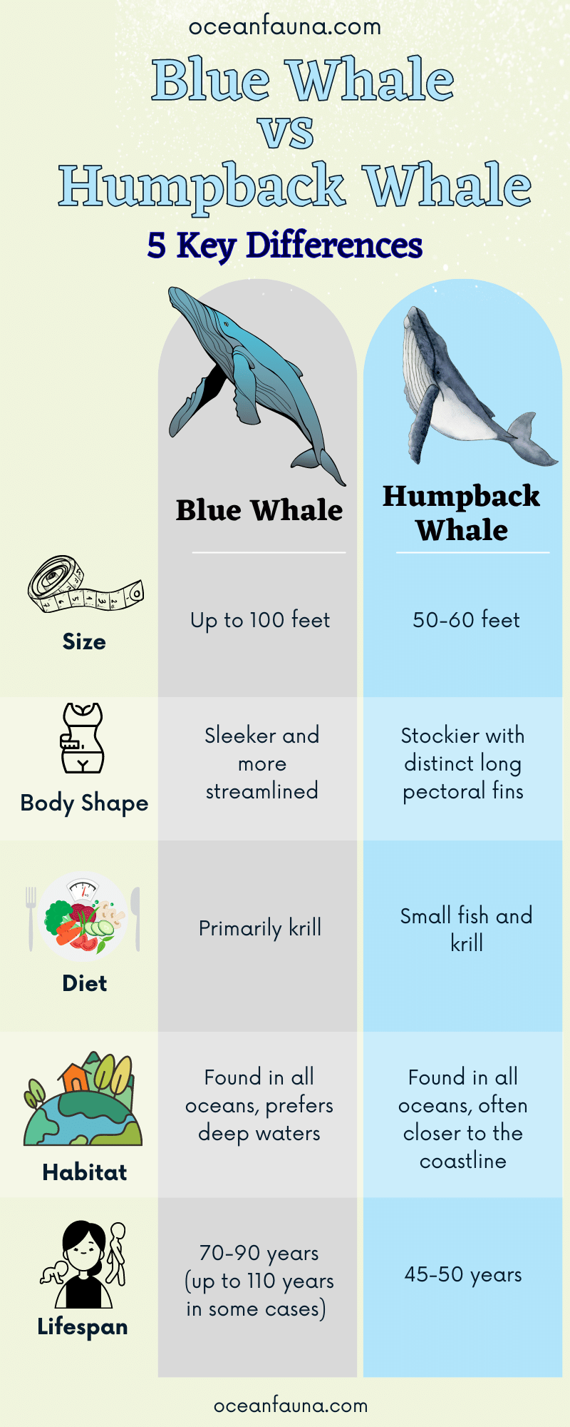 Blue Whale vs. Humpback Whale 