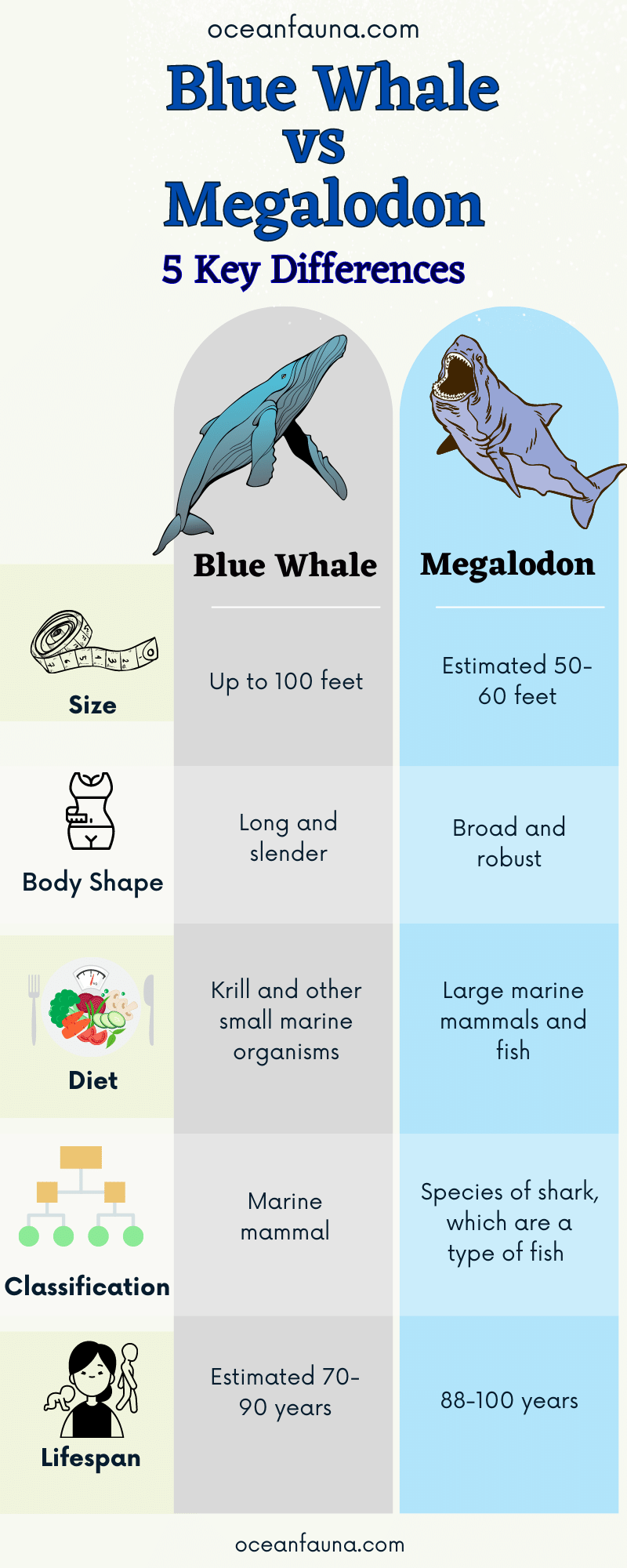 Blue Whale vs. Megalodon