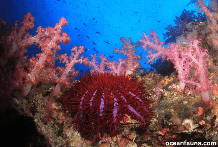 Crown-of-thorns Starfish Underwater