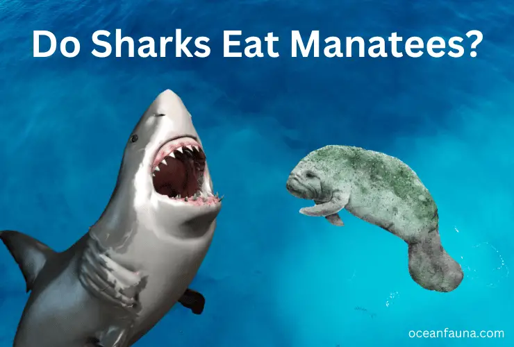 Do-Sharks-Eat-Manatees