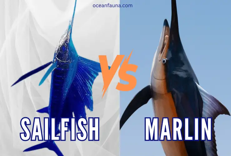 Sailfish Vs. Marlin