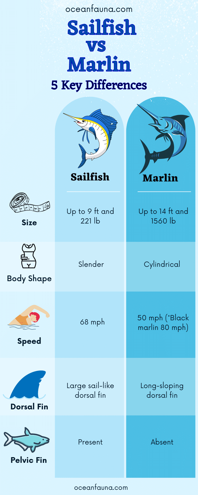 Sailfish Vs. Marlin 
