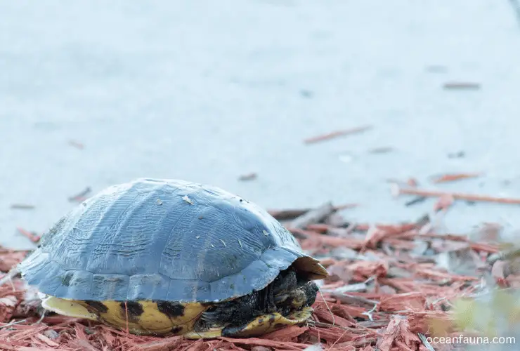 Sea Turtle hiding in shell