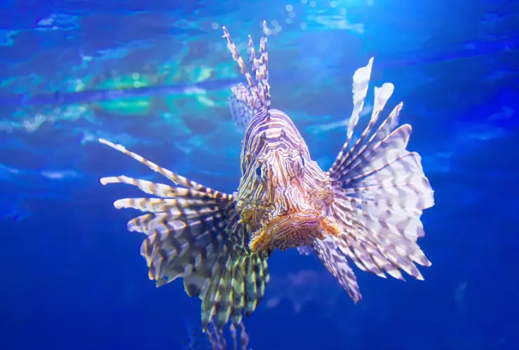 Zebra Turkeyfish Underwater