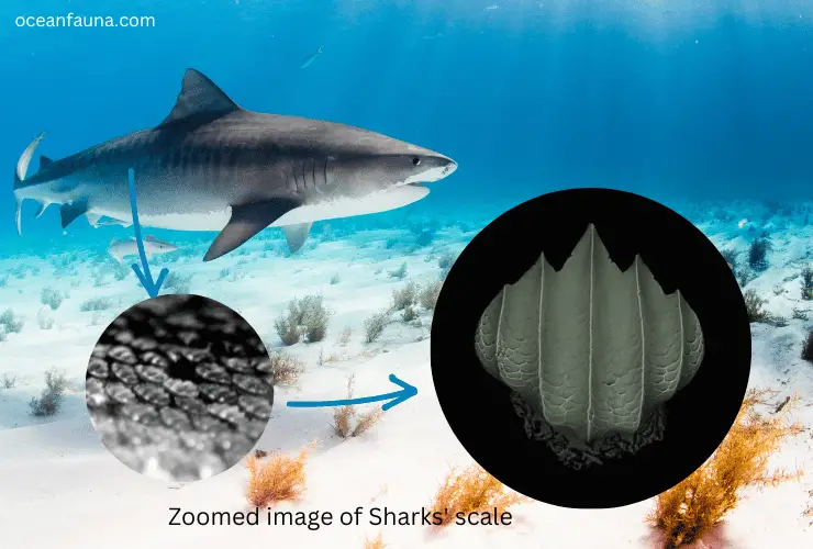 Zoomed image of Sharks' scale 