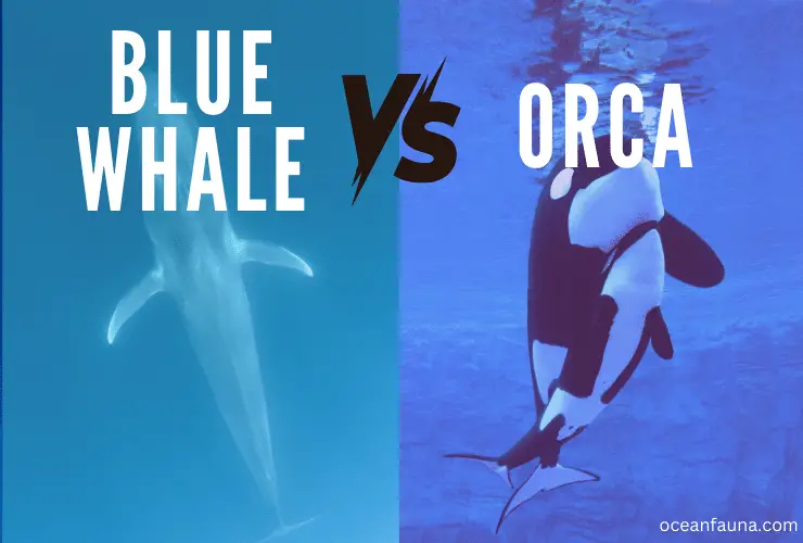 blue whale vs orca
