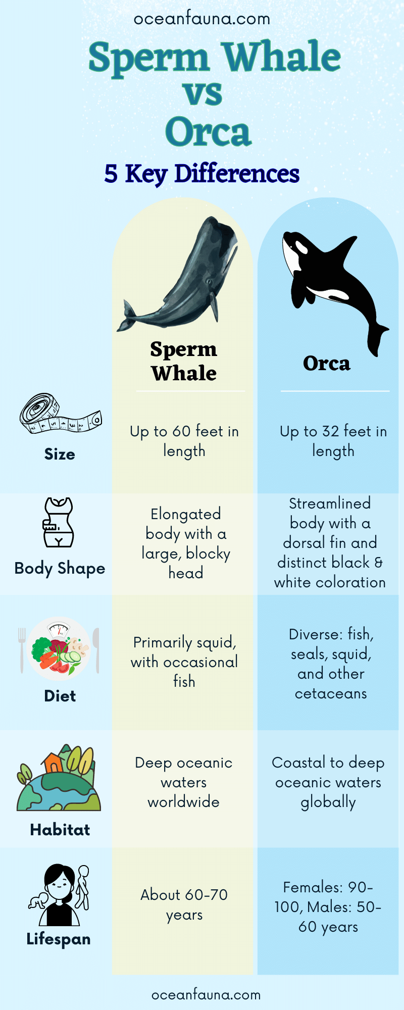 sperm-whale-vs-orca