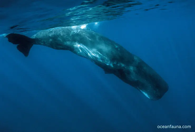sperm Whale
