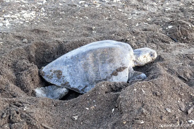 An olive ridley sea turtle digging an egg chamber for laying eggs