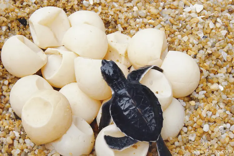 Hatching of Sea Turtle eggs